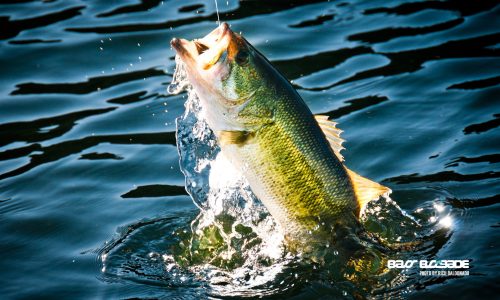 324645-fishing-fish-sport-water-fishes-lake-river-bass 324645-fishing-fish-sport-water-fishes-lake-river-bass