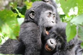 Gorilla-trekking-in-Mgahinga-national-park-from-Jinja