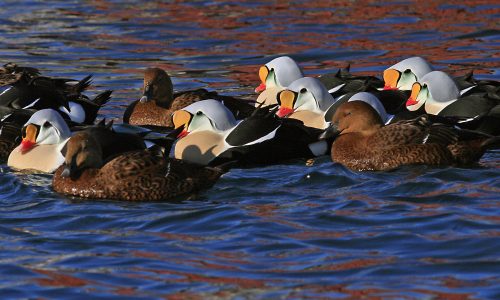 King-Eider-Group-Finland-and-Arctic-Norway-Hannu-Jannes King-Eider-Group-Finland-and-Arctic-Norway-Hannu-Jannes