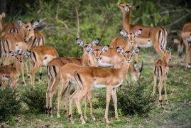 Lake-Mburo-National-Park-ah