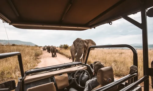 guided-game-drive-safari3 guided-game-drive-safari3